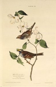 Der Weißkehl-Spatz. Aus Die Vögel Amerikas, 1827-1838