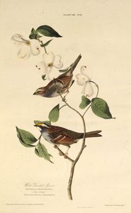 Der Weißkehlspatz. Aus Die Vögel Amerikas, 1827-1838