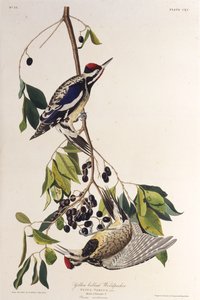 Der Gelbbauch-Saftlecker. Aus Die Vögel Amerikas, 1827-1838 von John James Audubon