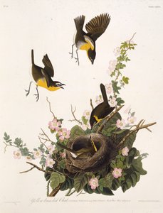 Der Gelbbrust-Waldsänger. Aus Die Vögel Amerikas, 1827-1838 von John James Audubon