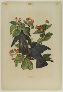 Weißkopf-Taube, gedruckt von Julien Bien und veröffentlicht von Roe Lockwood & Son, 1861 von John James Audubon