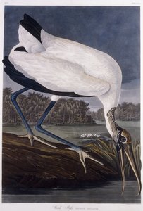 Waldstorch von John James Audubon