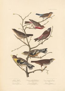 Lazuli-Fink von John James Audubon/ Rob Havell