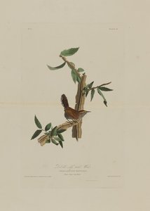 Bewicks Langschwanz-Zaunkönig, aus Birds of America, graviert von Robert Havell (1793-1878) von John James after Audubon