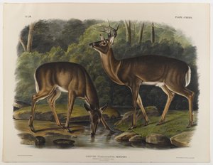 Gewöhnlicher oder Virginia-Hirsch, graviert von John T. Bowen (1801-ca. 1856) 1848 von John James after Audubon