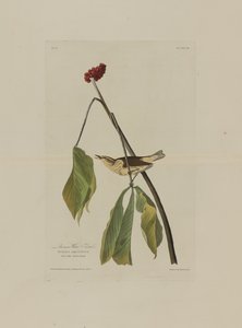 Louisiana-Wasseramsel, aus Birds of America, graviert von Robert Havell (1793-1878) von John James after Audubon
