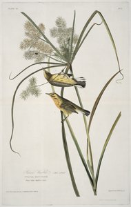 Präriewaldsänger, aus Birds of America, graviert von Robert Havell (1793-1878) von John James after Audubon