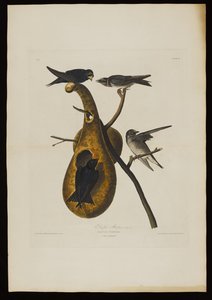 Purpur-Martin, aus Birds of America, graviert von Robert Havell (1793-1878) von John James after Audubon