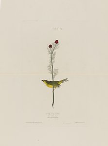 Selbys Fliegenschnäpper, aus Birds of America, graviert von Robert Havell (1793-1878)