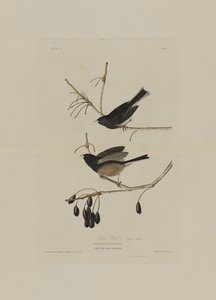Schneevogel, aus Birds of America, graviert von Robert Havell (1793-1878) von John James after Audubon