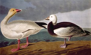 Schneegans, aus Birds of America, graviert von Robert Havell (1793-1878) 1837 von John James after Audubon