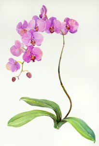 Orchideen-Botanisch von John Keeling