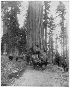 Straße durch einen Riesenmammutbaum, Mariposa Grove, Wawona, Kalifornien, späte 19. Jahrhundert von John L. Stoddard