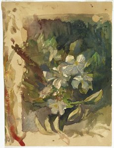 Apfelblüten im Sonnenlicht