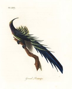 Schwarzsichelschwanz, Epimachus fastosus. Handkolorierte Kupferstichzeichnung und -gravur von John Latham aus seiner eigenen A General History of Birds, Winchester von John Latham