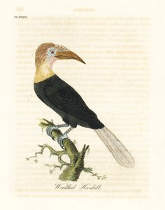 Papua-Hornvogel, Rhyticeros plicatus. Handkolorierte Kupferstichzeichnung und -gravur von John Latham aus seinem eigenen A General History of Birds, Winchester