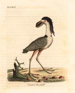 Bootsschnabelreiher, Cochlearius cochlearius (Kammbootsschnabel oder Aschgrauer Bootsschnabel, Cancroma cochlearia) von John Latham