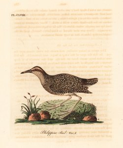 Bindenralle, Gallirallus philippensis (Philippinenralle, Rallus philippensis) von John Latham