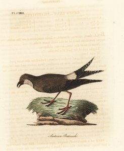Rotflügel-Brachschwalbe, Glareola pratincola. Handkolorierte Kupferstichzeichnung und -gravur von John Latham aus seinem eigenen A General History of Birds, Winchester von John Latham
