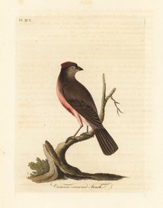 Birkenzeisig, Carduelis flammea (Crimson-crowned Fink, Fringilla flammea). Handkolorierte Kupferplatte, gezeichnet und graviert von John Latham aus seiner eigenen A General History of Birds, Winchester