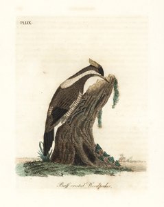 Crimson-crested Specht, Campephilus melanoleucos (Buff-crested Specht, Picus melanoleucus). Basierend auf einer Haut im Leverian Museum. Handkolorierte Kupferplatte, gezeichnet und graviert von John Latham aus seiner eigenen A General History of Birds, Win