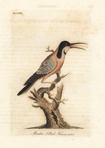 Östlicher Stachelschnabel, Acanthorhynchus tenuirostris. Australien. Handkolorierte Kupferstichzeichnung und -gravur von John Latham aus seiner eigenen A General History of Birds, Winchester