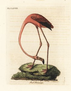 Großer Flamingo, Phoenicopterus roseus, oder Amerikanischer Flamingo, Phoenicopterus ruber (Roter Flamingo, Phaenicopterus ruber). Handkolorierte Kupferplatte gezeichnet und graviert von John Latham aus seiner eigenen A General History of Birds, Winchester von John Latham