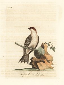 Indische Klippenschwalbe, Petrochelidon fluvicola. (Rufos-headed Schwalbe, Hirundo indica.) Handkolorierte Kupferplatte, gezeichnet und graviert von John Latham aus seiner eigenen A General History of Birds, Winchester von John Latham
