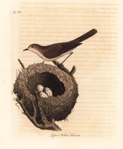 Klappergrasmücke, Sylvia curruca, mit Nest und Eiern. Handkolorierte Kupferstichzeichnung und -gravur von John Latham aus seiner eigenen A General History of Birds, Winchester von John Latham