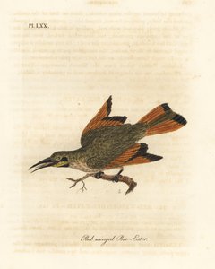 Kleiner Bienenfresser, Merops pusillus (Rotflügel-Bienenfresser, Merops erythropterus). Afrika. Handkolorierte Kupferplatte gezeichnet und graviert von John Latham aus seiner eigenen A General History of Birds, Winchester