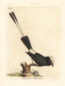 Langschwanztyrann, Colonia colonus (Peruanischer Fliegenschnäpper, Le Colon)