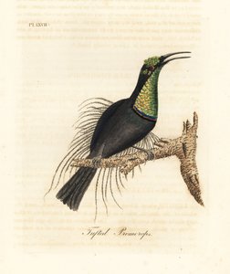 Prächtiger Gewehrvogel, Ptiloris magnificus (Büschelpromerops). Gezeichnet nach einem Exemplar im Bullock