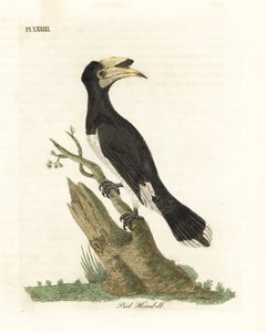 Malabar-Hornvogel, Anthracoceros coronatus. Handkolorierte Kupferstichzeichnung und -gravur von John Latham aus seiner eigenen A General History of Birds, Winchester
