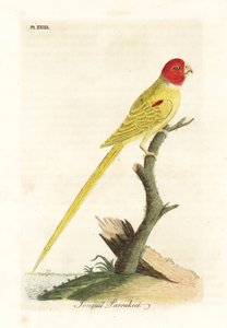 Olivschulterpapagei, Aprosmictus daffodil. Handkolorierte Kupferstichzeichnung und -gravur von John Latham aus seiner eigenen A General History of Birds, Winchester