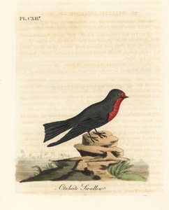 Pazifikschwalbe, Hirundo tahitica (Otaheite-Schwalbe, Hirundo tahitiae). Handkolorierter Kupferstich gezeichnet und graviert von John Latham aus seiner eigenen 