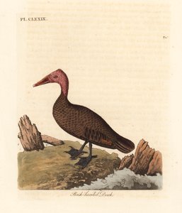 Rosenkopfente, Rhodonessa caryophyllacea. Handkolorierte Kupferstichzeichnung und -gravur von John Latham aus seiner eigenen A General History of Birds, Winchester von John Latham