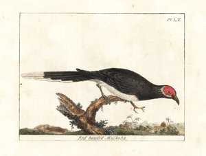 Rotgesicht-Malkoha, Phaenicophaeus pyrrhocephalus. Handkolorierte Kupferstichzeichnung und -gravur von John Latham aus seiner eigenen A General History of Birds, Winchester