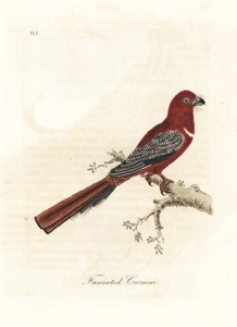 Rotkopf-Trogon, Harpactes erythrocephalus. Handkolorierte Kupferplatte gezeichnet und graviert von John Latham aus seiner eigenen 