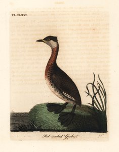 Rothalstaucher, Podiceps grisegena (Podiceps rubricollis). Handkolorierte Kupferplatte, gezeichnet und graviert von John Latham aus seiner eigenen A General History of Birds, Winchester von John Latham