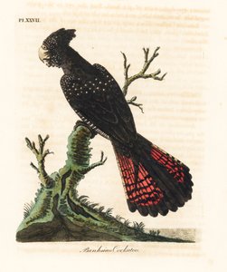 Rotsteißiger Schwarzkakadu, Calyptorhynchus banksii. Handkolorierte Kupferstichzeichnung und -gravur von John Latham aus seinem eigenen A General History of Birds, Winchester von John Latham
