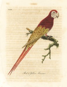 Scharlachara, Ara macao (Rot-gelber Ara, Macrocercus aracanga). Handkolorierte Kupferplatte gezeichnet und graviert von John Latham aus seiner eigenen 
