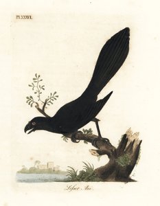 Glattbilled Ani oder Kleiner Ani, Crotophaga ani. Handkolorierter Kupferstich gezeichnet und graviert von John Latham aus seiner eigenen 