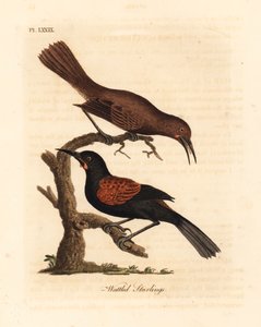 Südlicher Sattelrücken, Philesturnus carunculatus, männlich und weiblich. Handkolorierte Kupferstichzeichnung und -gravur von John Latham aus seiner eigenen A General History of Birds, Winchester