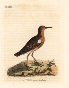 Tahitianischer Sandläufer, Prosobonia leucoptera. Ausgestorben. (Weißflügeliger Sandläufer, Tringa leucoptera.) Handkolorierter Kupferstich gezeichnet und graviert von John Latham aus seiner eigenen 