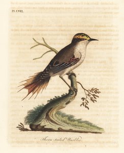 Dornschwanzstrahler, Aphrastura spinicauda. Handkolorierte Kupferstichzeichnung und -gravur von John Latham aus seinem eigenen A General History of Birds, Winchester von John Latham