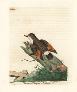 Verschiedene Sittella, Daphoenositta chrysoptera (Orange-winged Kleiber, Sitta chrysoptera). Handkolorierte Kupferplatte, gezeichnet und graviert von John Latham aus seiner eigenen A General History of Birds, Winchester von John Latham