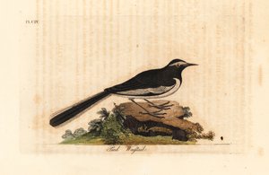 Weißbrauenbachstelze, Motacilla maderaspatensis. (Fußbachstelze von Indien) von John Latham