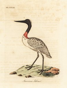 Amerikanischer Waldstorch, Mycteria americana. Handkolorierte Kupferstichzeichnung und -gravur von John Latham aus seinem eigenen A General History of Birds, Winchester von John Latham