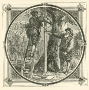 Die Zweige können trainiert werden, aber nicht der Stamm von John Leighton