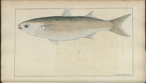 Lindsay-Zeichnungen Bd. VII, 20